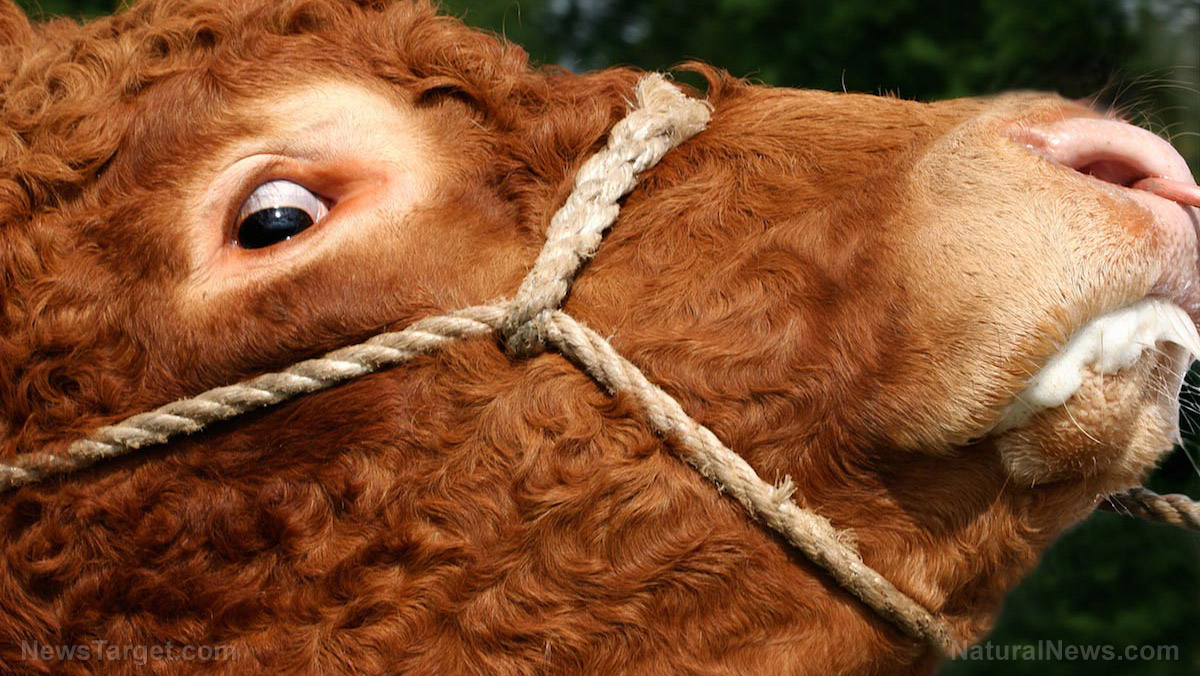 experimental-covid-19-vaccines-could-cause-mad-cow-disease-experts-warn